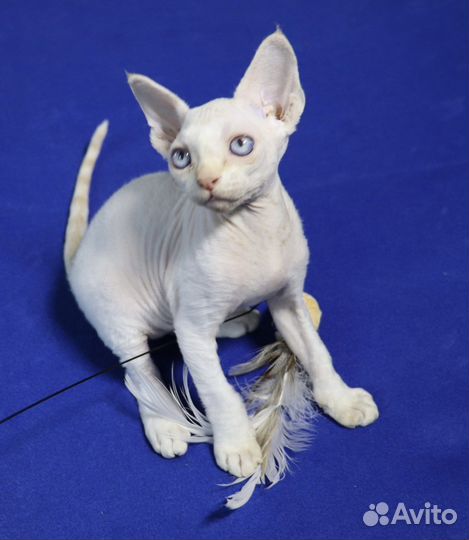 Котенок девон-рекс