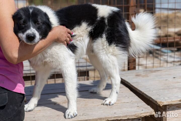 Собака в добрые руки