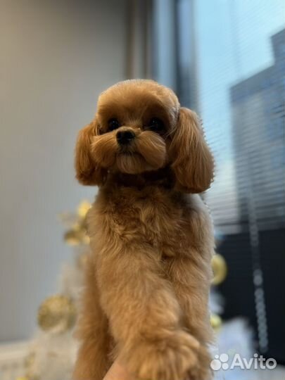 Стрижки собак и кошек