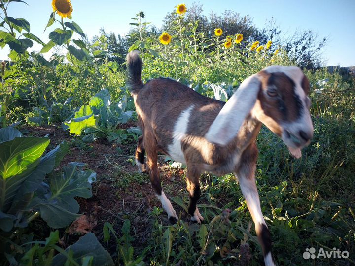 Козлы Альпийские и Нубийские
