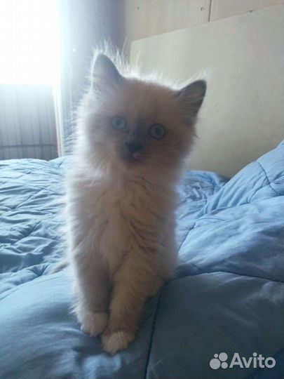 Белый котик