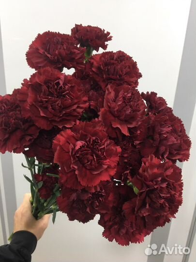 Гвоздики в ассортименте