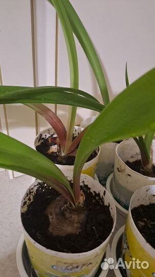 Гипеаструм