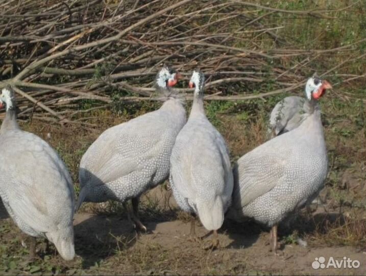 Индюшки индюки аспидные голубые