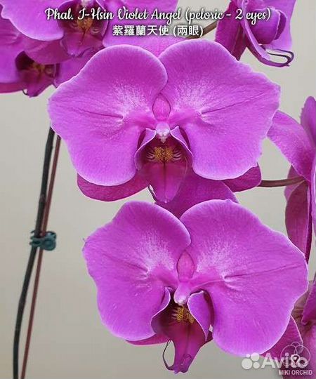 Орхидея фаленопсис I-Hsin Violet Angel