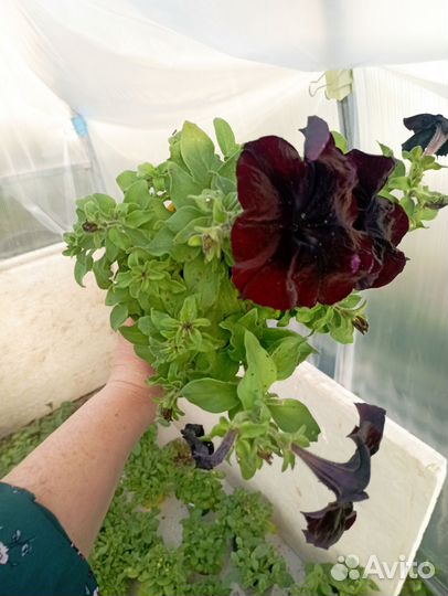 Петуния рассада