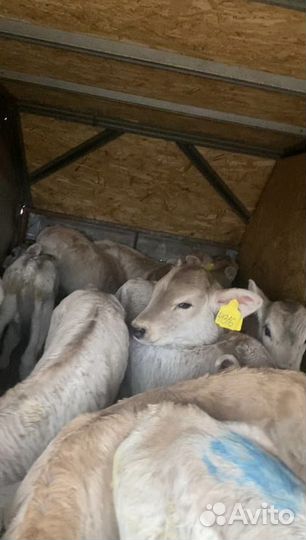 Телята мясной породы