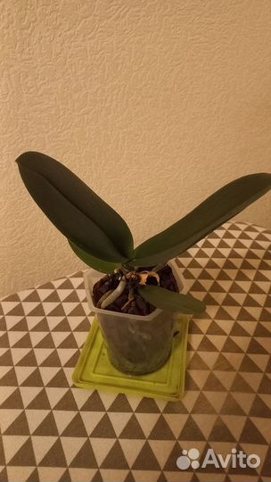 Орхидеи отцветашки