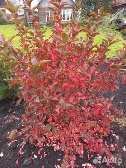 Бересклет европейский