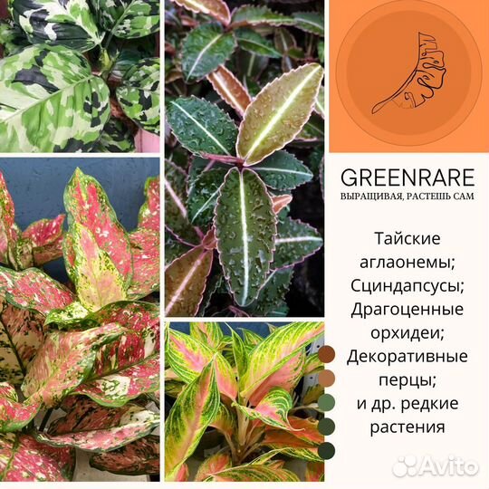 Ярмарка растений Москва 25-26 ноября