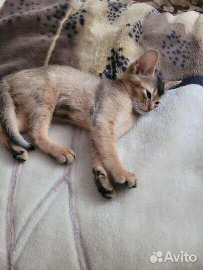 Абесинские котята