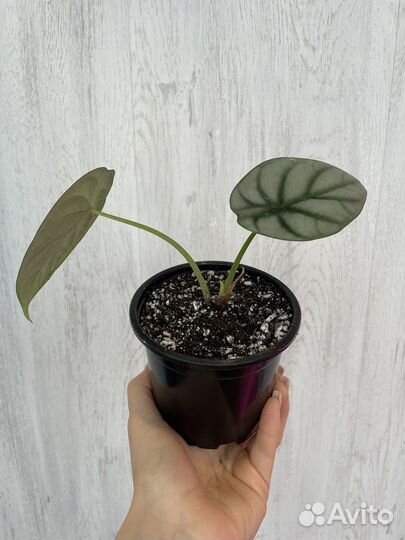 Алоказия сильвер дракон