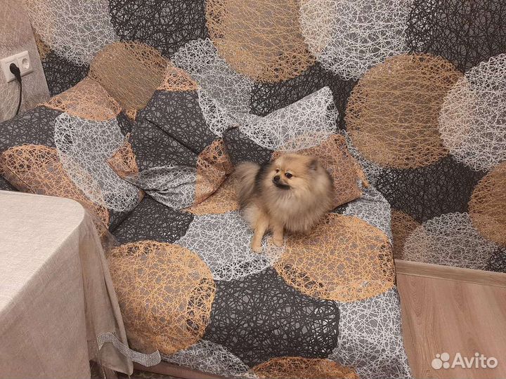 Случка собак