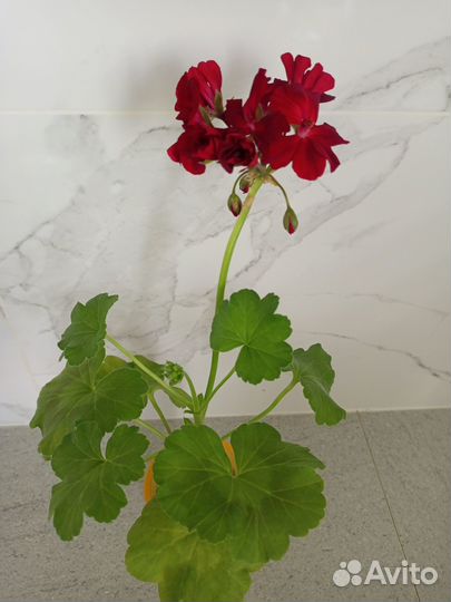 Пеларгония герань Patricia Andrea