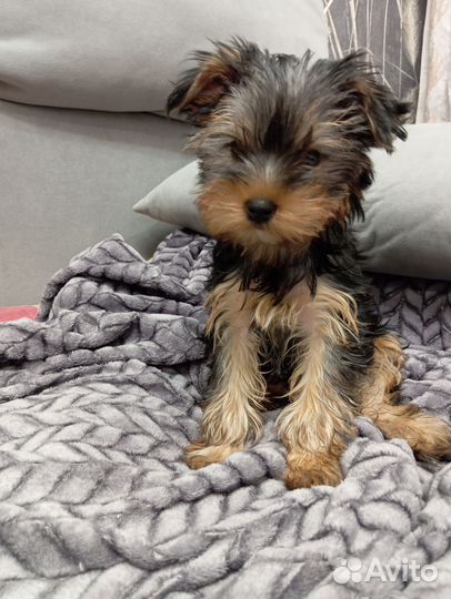 Йоркширский терьер девочка