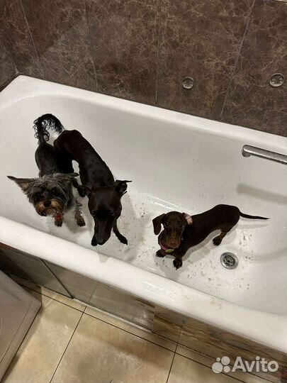 Кинолог, дрессировка собак