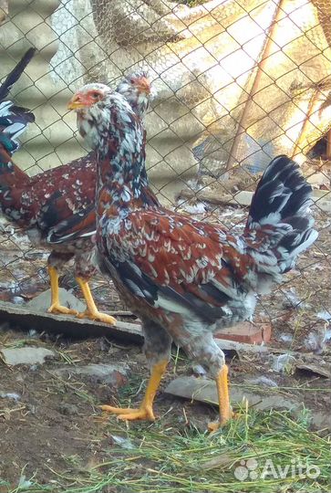 Орловские ситцевые куры