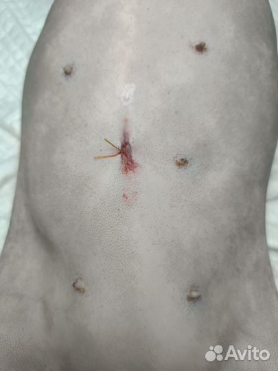 Стерилизация животных