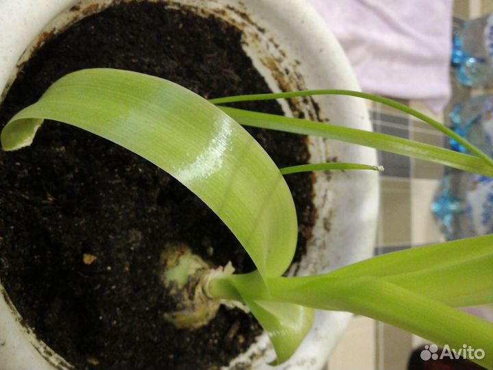 Индийский лук