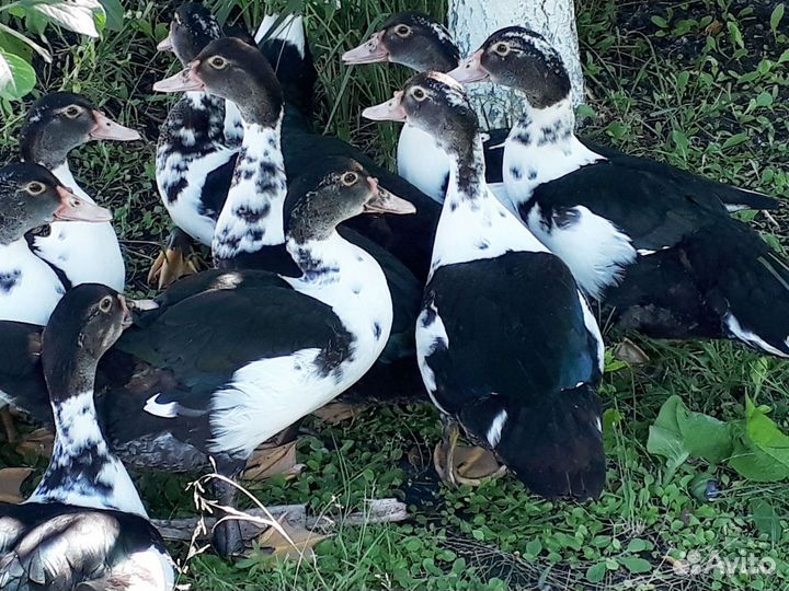 Продаются индоутки