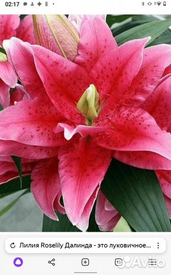 Лилия Roselily Далинда