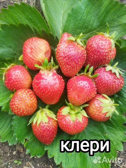 Рассада клубники, усы клубники