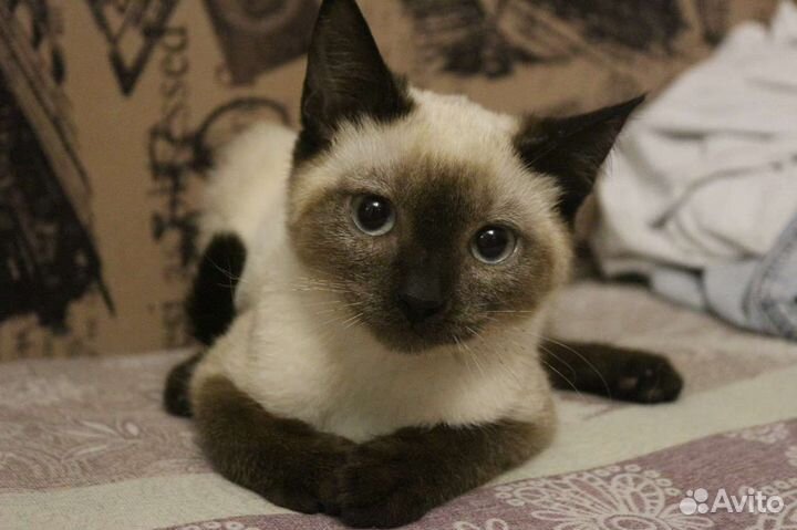 Великолепной красоты котёнок ищет дом