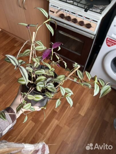 Традесканция