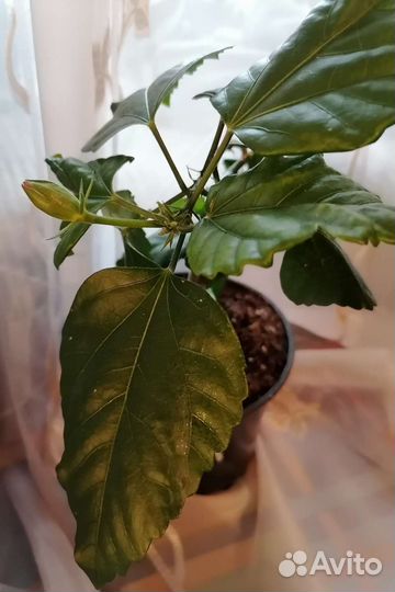 Китайская роза