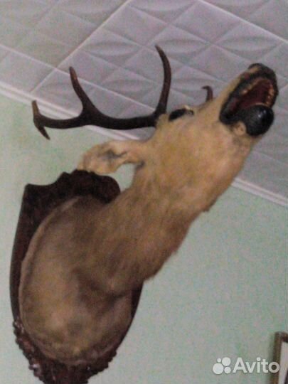 Продажа чучела головы оленя