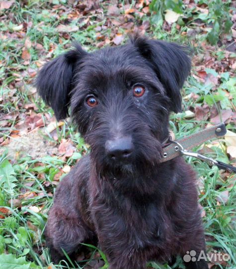 Ризеншнауцер