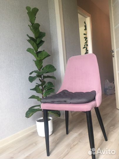 Фикус лирата бамбино