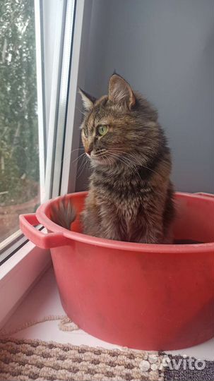 Сибирская кошка