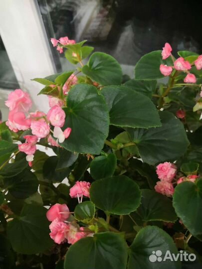 Бегония вечноцветущая розовая