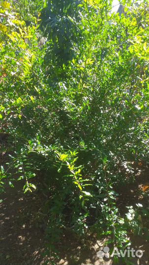 Барбарис,гранат,годжи,клюква,элеуторрокок