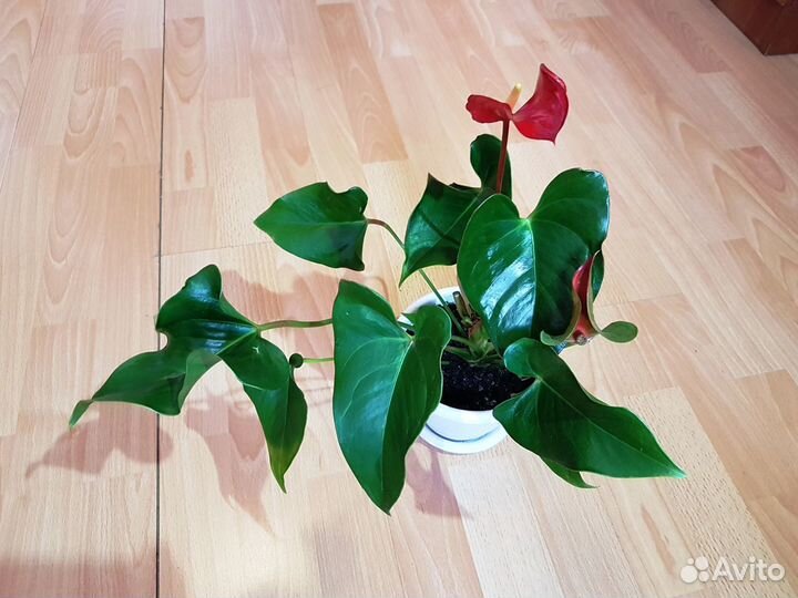 Антур Dynamit Антевекс Фиорино Саксесс Самора Зизу