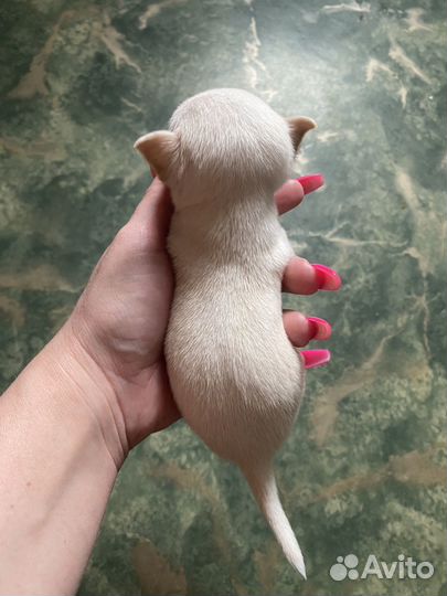 Супер мини чихуахуа девочка