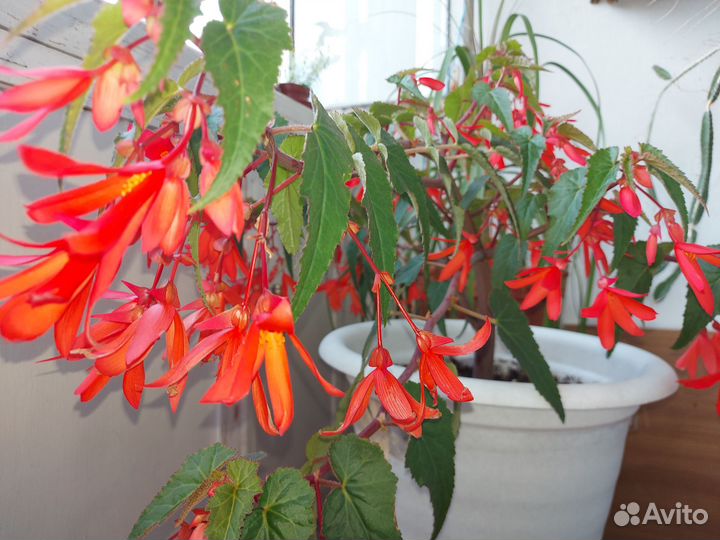 Бегония клубневая