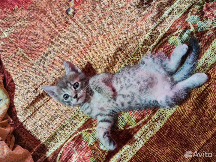 Котята в добрые руки бесплатно