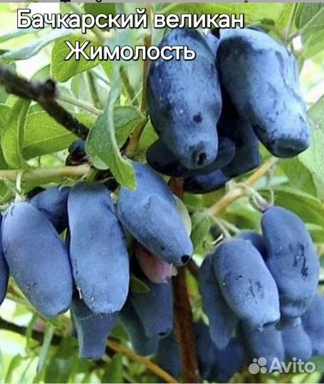 Саженцы церсис и цветушие кустарники