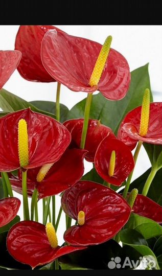 Комнатные цветы антуриум