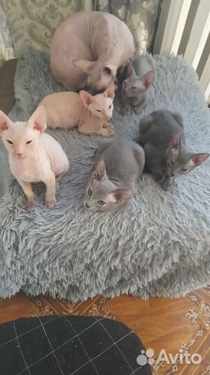 Канадский сфинкс