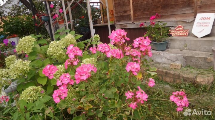 Герань (пеларгония)