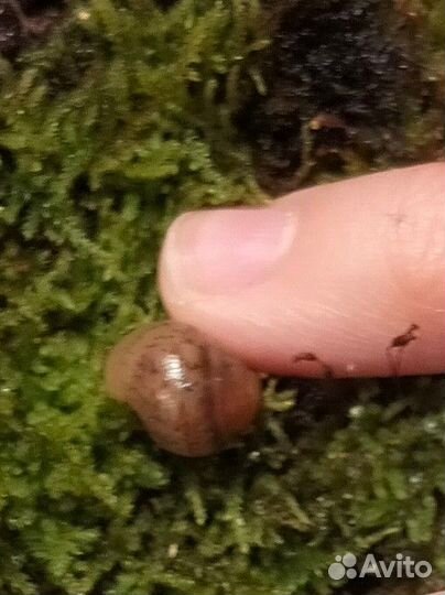 Улитки ахатин