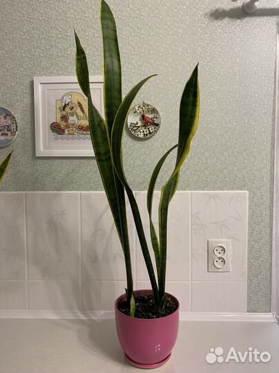 Сансевиерия