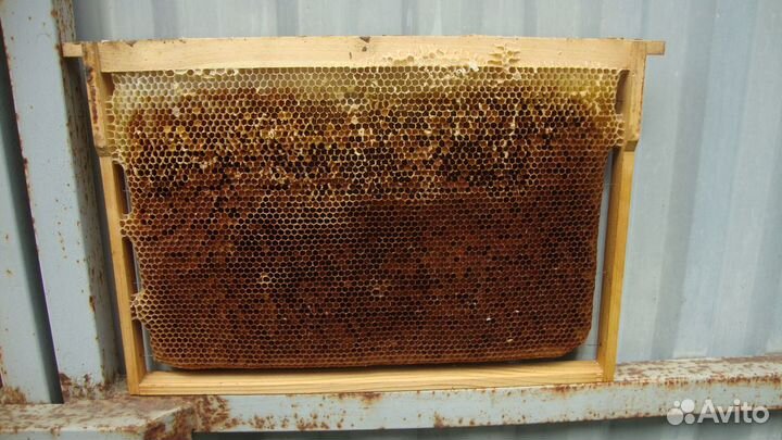 Сушь для пчел
