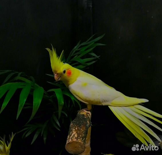 Птенцы попугая корелла 3-4 месяца