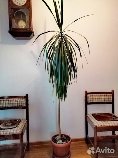 Пальма драцена