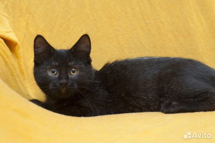 Ефим ищет дом