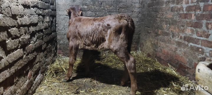 Продам теленка (телочка)